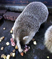 みさとワールド夢見ヶ崎動物公園 ニホンアナグマ