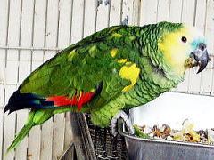 みさとワールド夢見ヶ崎動物公園 アオボウシインコ