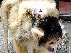 みさとワールド夢見ヶ崎動物公園 ボリビアリスザル