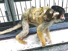 みさとワールド夢見ヶ崎動物公園 ボリビアリスザル