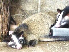 みさとワールド夢見ヶ崎動物公園 ハクビシン