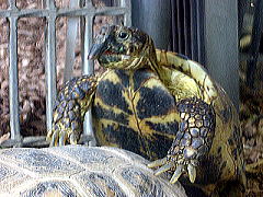 みさとワールド夢見ヶ崎動物公園 ヨツユビリクガメ