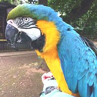 みさとワールド夢見ヶ崎動物公園 ルリコンゴウインコ