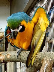 みさとワールド夢見ヶ崎動物公園 ルリコンゴウインコ