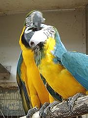 みさとワールド夢見ヶ崎動物公園 ルリコンゴウインコ