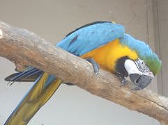 みさとワールド夢見ヶ崎動物公園 ルリコンゴウインコ