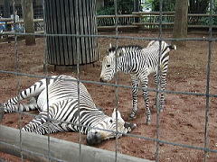 みさとワールド夢見ヶ崎動物公園 ハートマンヤマシマウマ